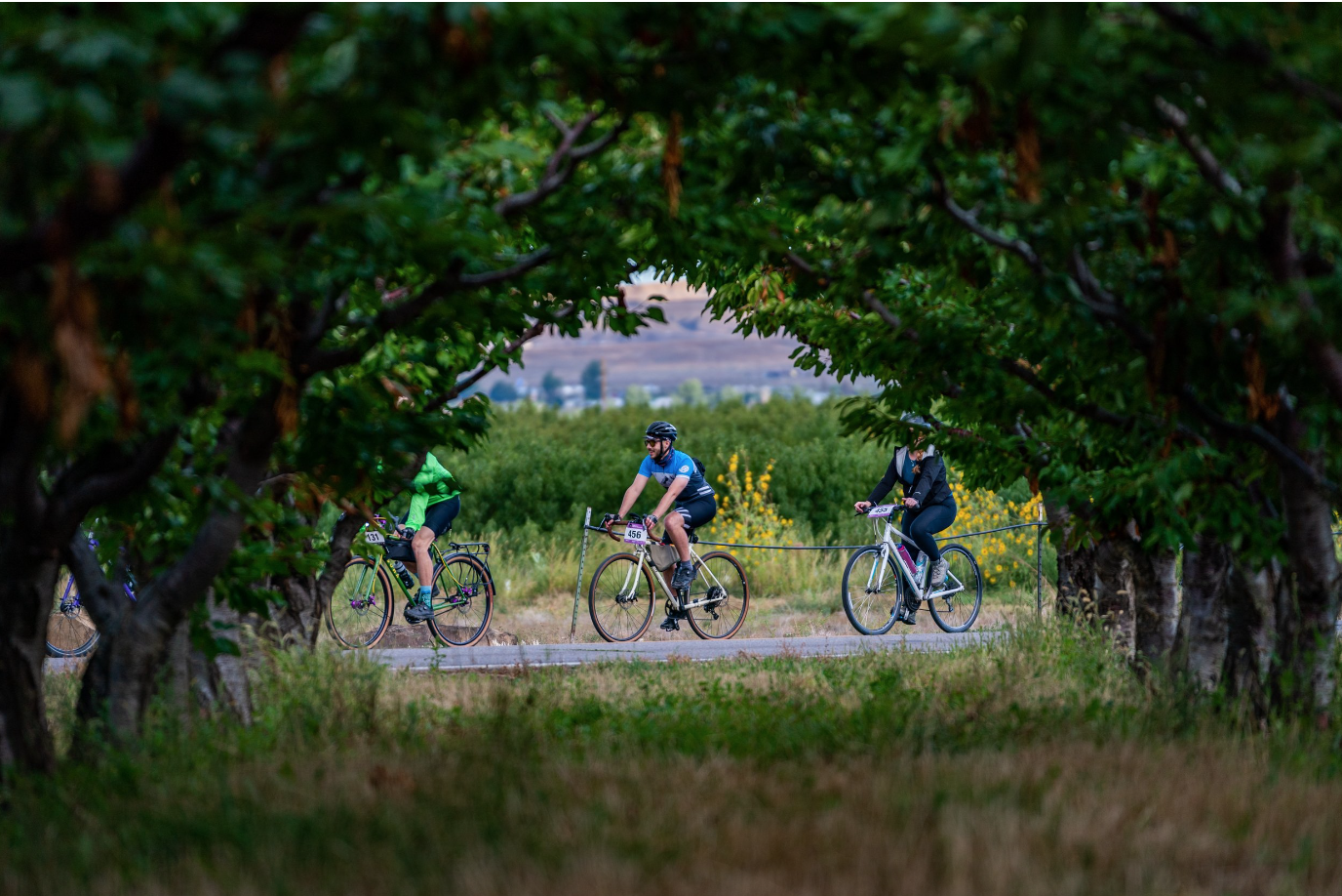 road cyclists at tour de vineyards