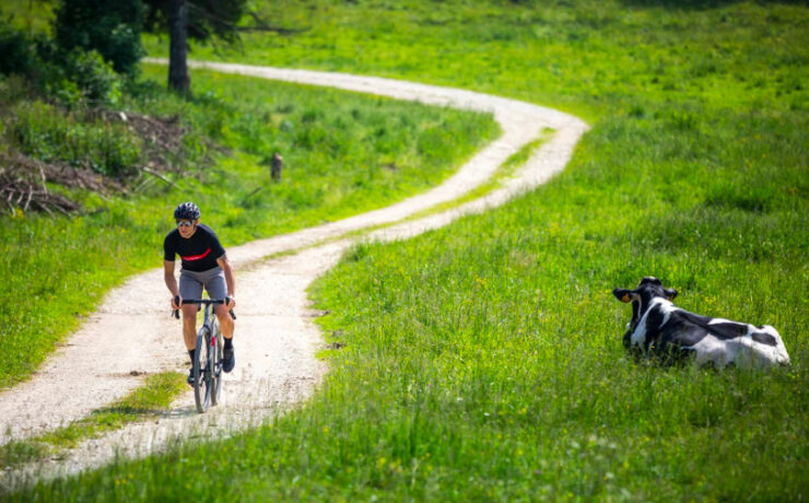 gravel rider cycling past a cow in a pasture.