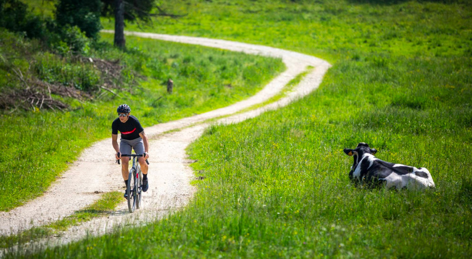 gravel rider cycling past a cow in a pasture.