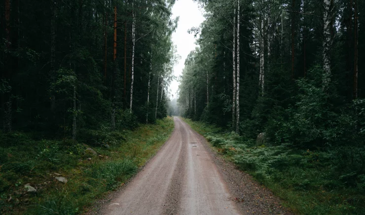 Road through a dense Swedish forest