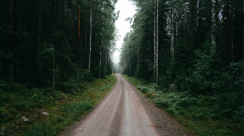 Road through a dense Swedish forest